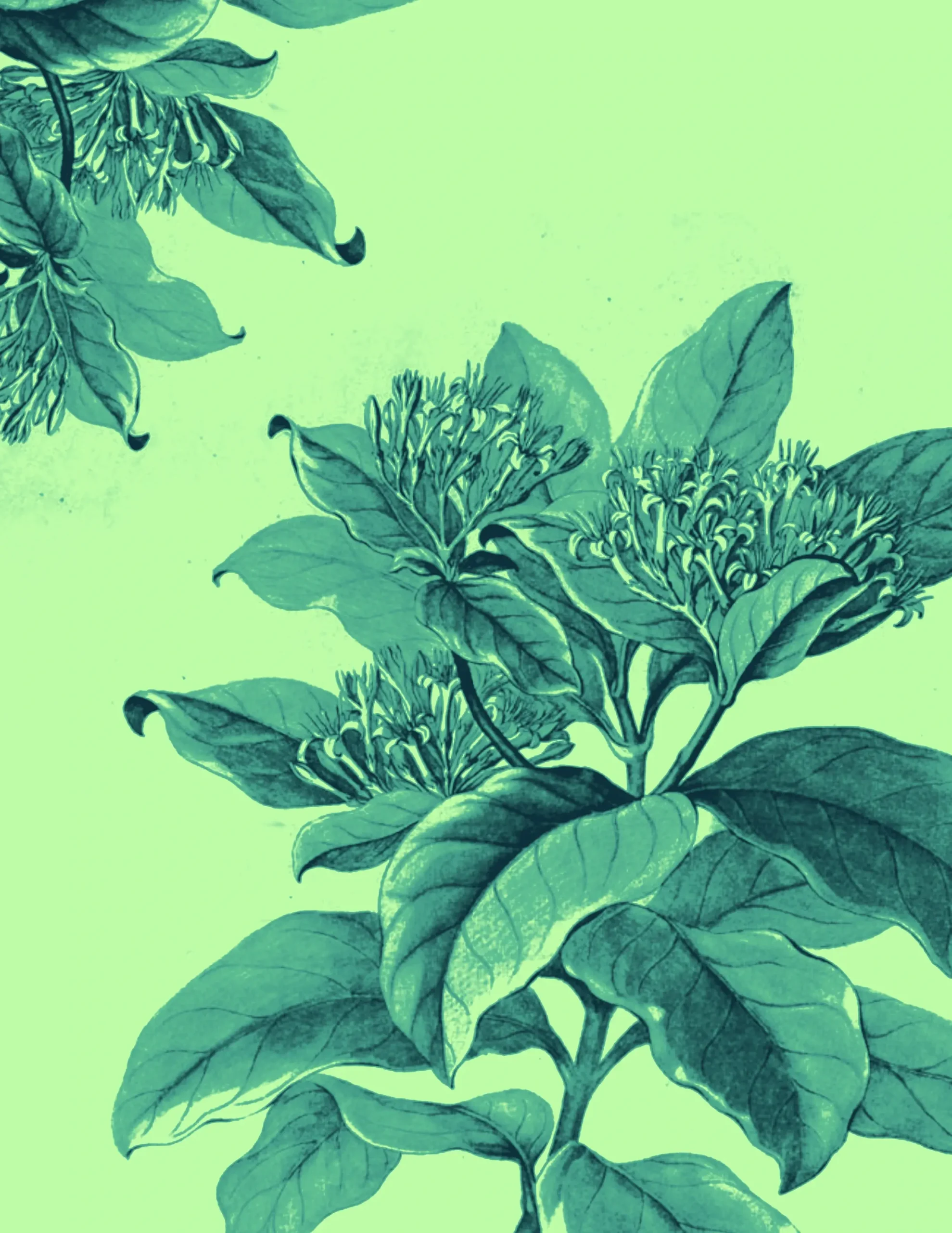 Illustration of leafy branches with clusters of small flowers set against a light green background. The image has a vintage, botanical drawing style, reminiscent of nature studies from the era before operation outbreak.