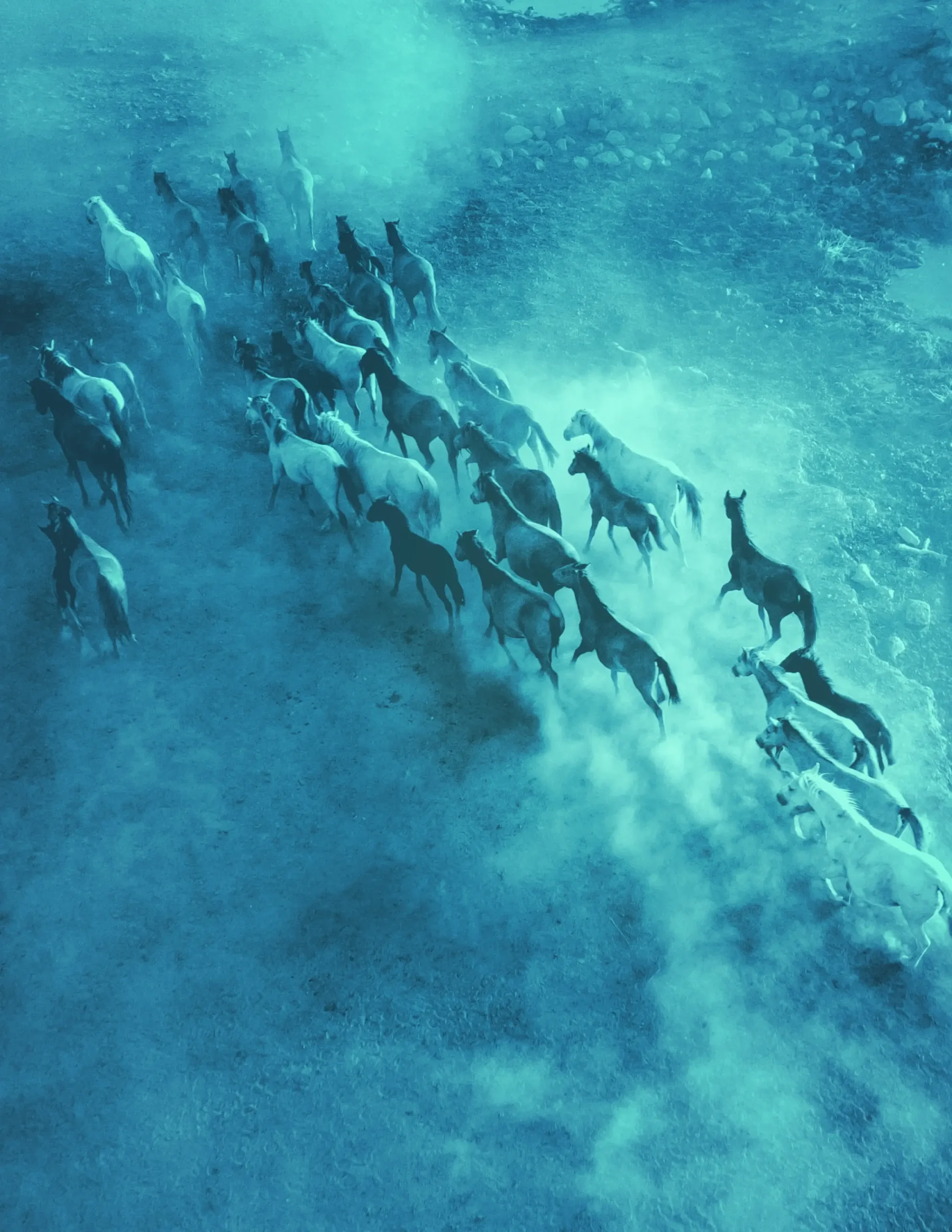Aerial view of a herd of horses running across a dusty, open landscape, kicking up clouds of dust under blue-green tinted light—like nature’s own operation outbreak in motion.
